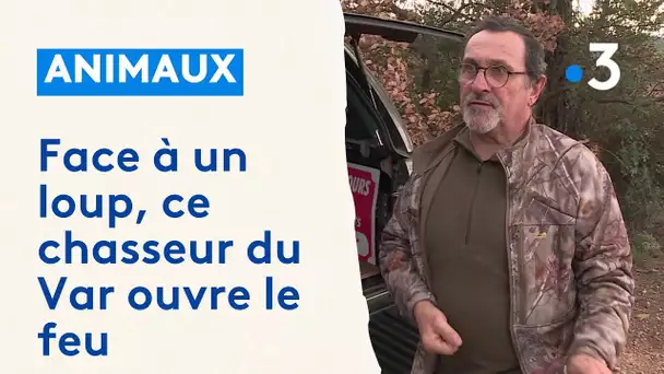 Face à un loup, ce chasseur du Var ouvre le feu