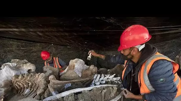 Des centaines de squelettes de mammouths découverts au Mexique