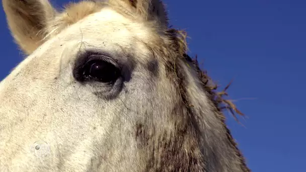 Le meilleur du Monde de Jamy - Cheval, une vision panoramique