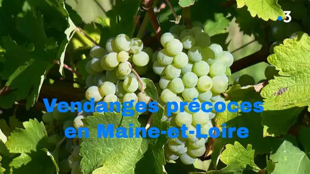 Brissac-Loire-Aubance : vendanges précoces en Maine-et-Loire