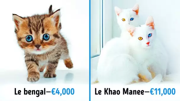 19 Chats Sublimes Qui Coûtent Une Fortune