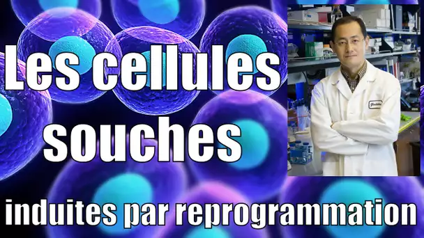 Les cellules souches induites par reprogrammation — Science étonnante # 9