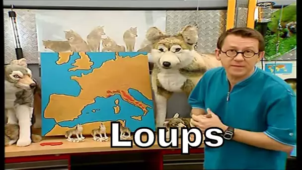 Où trouve-t-on des loups ? - C'est Pas Sorcier