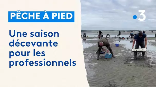 Pêche à pied : une saison décevante pour les professionnels