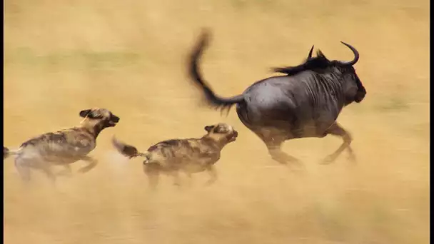 Lycaons VS gnous : la traque infernale - ZAPPING SAUVAGE