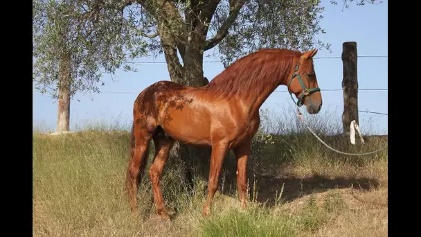 Morbihan : Un cheval euthanasié après avoir subi des mutilations dans son pré