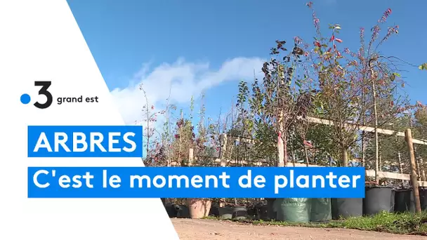 Automne : c'est le bon moment pour planter vos arbres