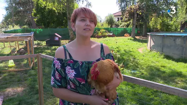 Chant du coq : à Fontaine près de Belfort, deux coqs dérangent certains voisins