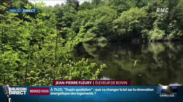 Canicule: les éleveurs bovins sur le qui-vive