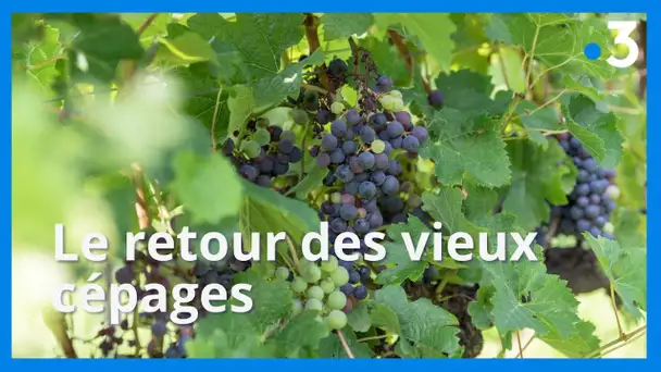 Viticulture : le retour des vieux cépages