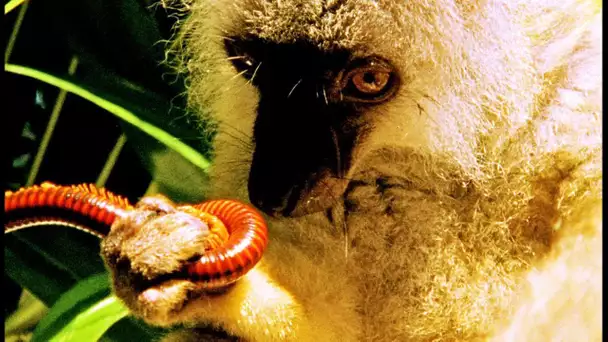 Drogue : un lémurien se défonce aux mille-pattes - ZAPPING SAUVAGE