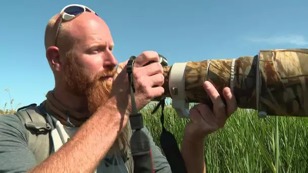 Photographie : à l'affût dans les roselières d'Occitanie