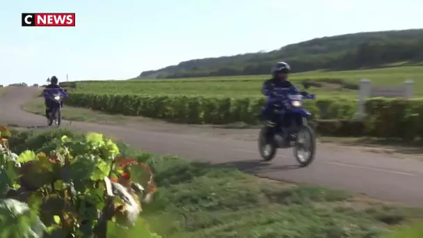 Bourgogne : contre le pillage des vignobles, les gendarmes veillent au grain