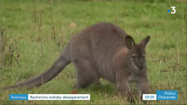 Saintes : un wallaby s'est échappé de son enclos