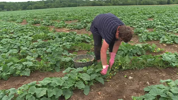 Yonne : la récolte de cornichons 100% français a débuté