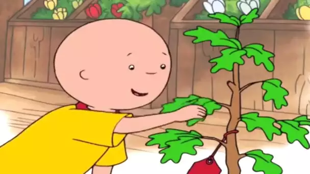 Caillou et L'arbre | Caillou en Français