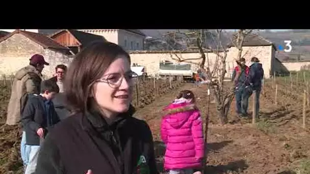 Chassagne-Montrachet : des viticulteurs plantent des haies et des arbres dans les vignes