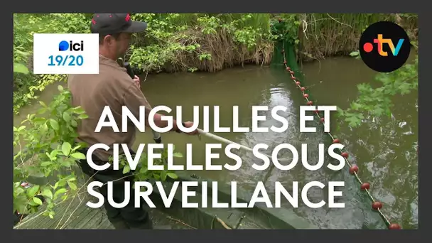 Pêche électrique pour un meilleur suivi des anguilles et civelles
