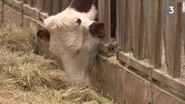Maltraitance animale : 2 agriculteurs du Jura jugés après la saisie de leur troupeau de 300 vaches