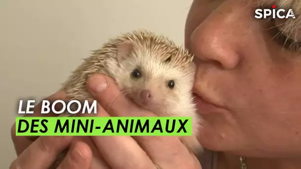 Le boom des mini-animaux de compagnie