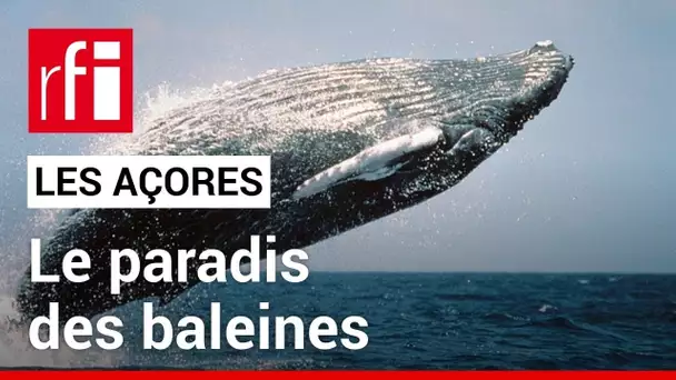 Açores : le paradis des baleines • RFI