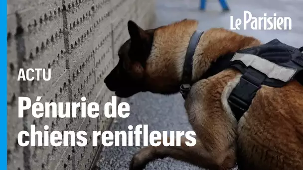 Pénurie de chiens renifleurs pour les JO, la France fait appel à des renforts étrangers