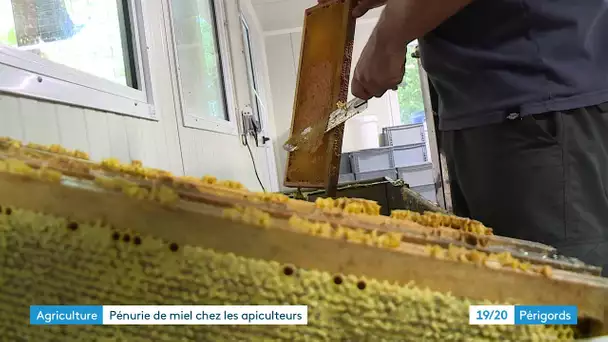 Pénurie de miel : les difficultés des apiculteurs