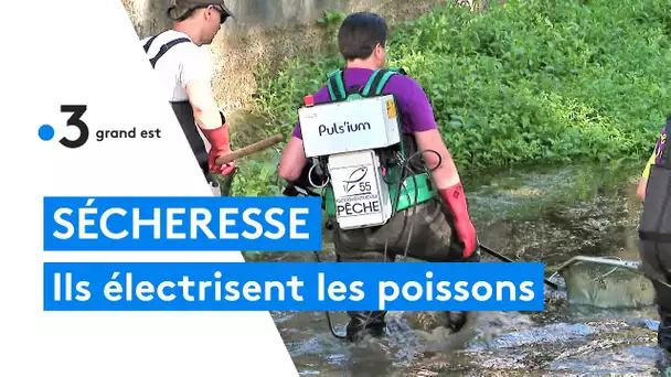 Sécheresse : des pêcheurs électrisent les poissons pour les déplacer
