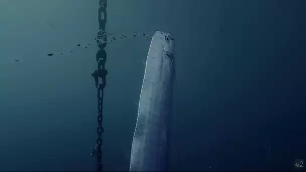 Le Régalec, le plus grand poisson osseux du monde | Documentaire 4K