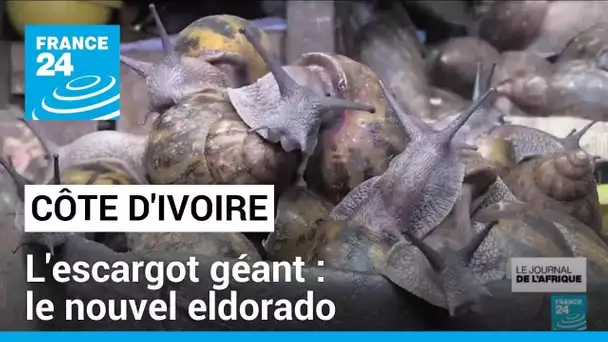 Côte d'Ivoire : le boom des fermes d'escargots géants • FRANCE 24