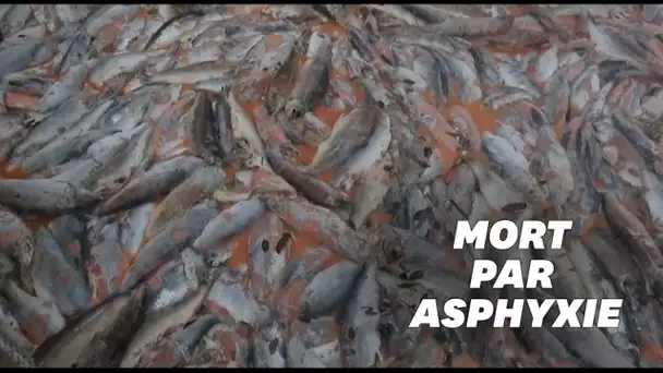 Au Chili, des algues tueuses asphyxient plus de 4000 tonnes de saumons