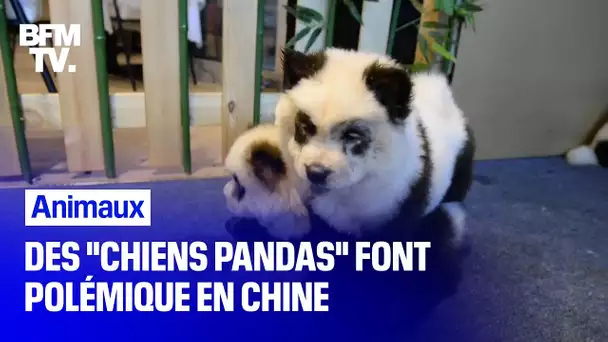 Des "chiens pandas" font polémique en Chine