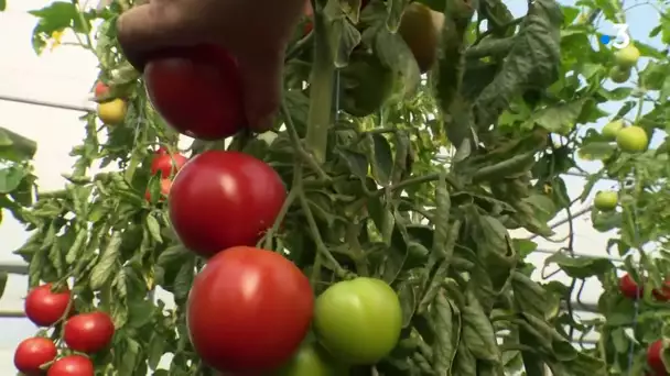 La petite ferme des "Béliers" : des légumes bio équitables