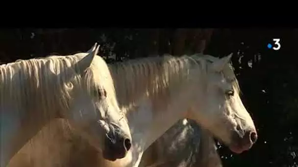 Des chevaux camargais en Picardie