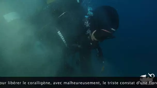 Des plongeurs bénévoles s'attaquent à un énorme filet fantôme qui hante les Îles de Lérins