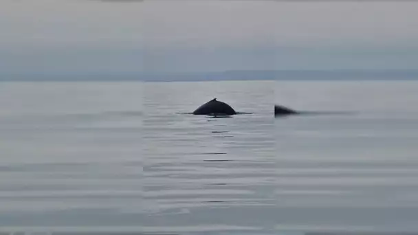 Une baleine à bosse observée en Normandie
