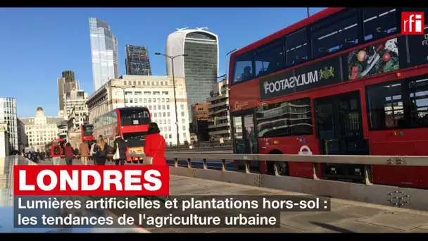 Londres: lumières artificielles et plantations hors-sol, les tendances de l’agriculture urbaine
