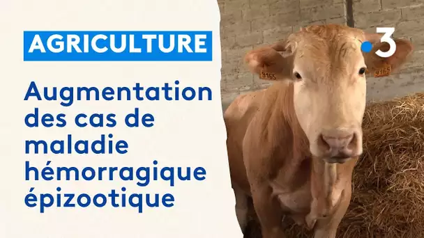 Pays basque : le désarroi des éleveurs face à la MHE, le "covid de la vache"