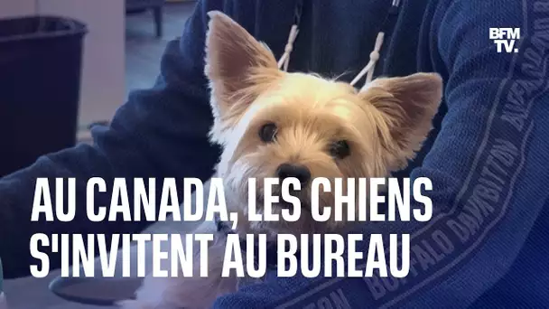 Dans une entreprise canadienne, les chiens s'invitent au bureau de leur maître