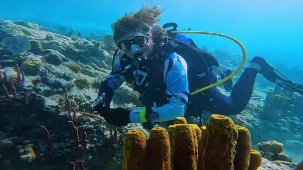 A Toulon, Sandrine Treyvaud, jardinière de la mer se bat pour que vivent les coraux du globe.