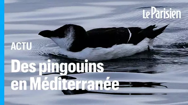 Des pingouins Torda aperçus près des côtes en Méditerranée, les experts s’interrogent