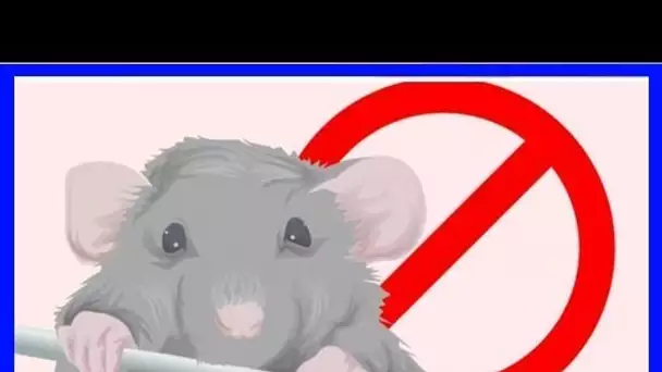 Voici comment vous débarrasser des souris à la maison rapidement