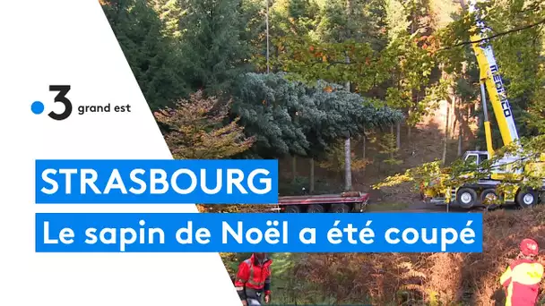 Marché de Noël de Strasbourg : le grand sapin de la place Kléber a été coupé en forêt lorraine