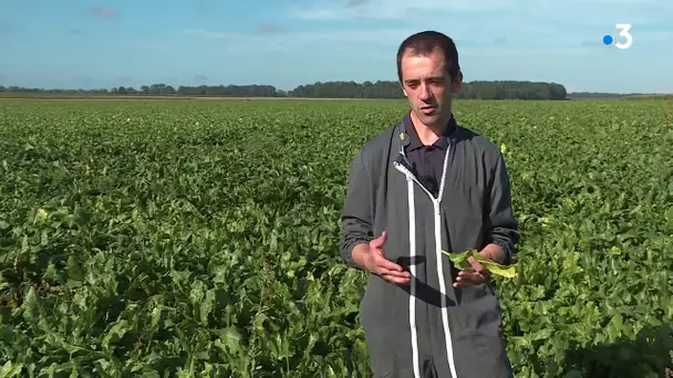 Semer de l'avoine avec la betterave pour éviter les pucerons et la jaunisse