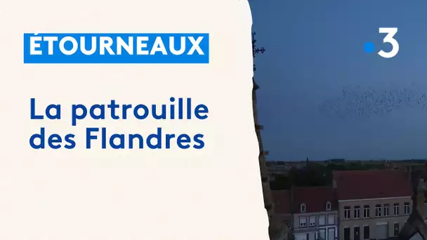 Les étourneaux, la patrouille des Flandres