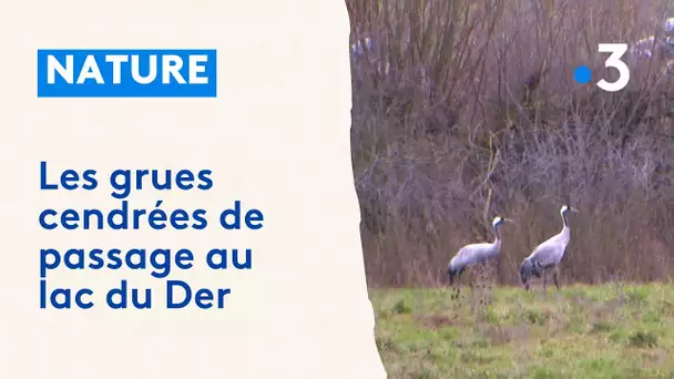 Les grues cendrées de retour au lac du Der, une halte pour leur migration automnale