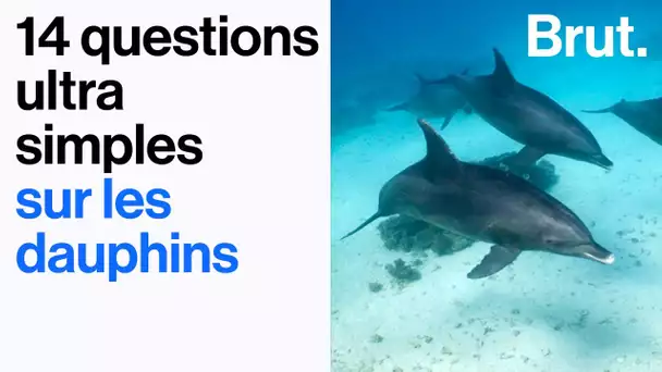 14 questions ultra simples sur les dauphins 🐬