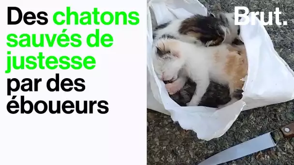 Des chatons sauvés de justesse par des éboueurs