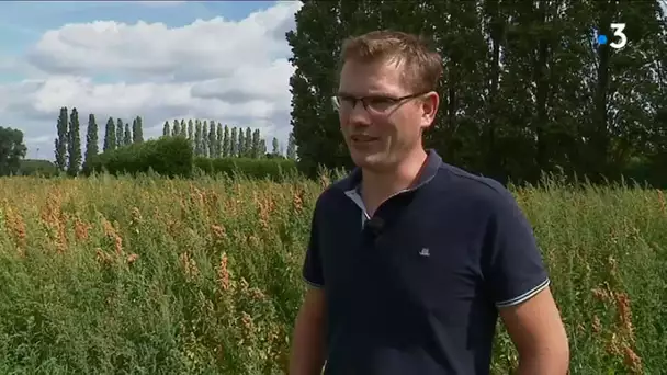 S PLANTATION DE QUINOA SUR LA METROPOLE DE LILLE