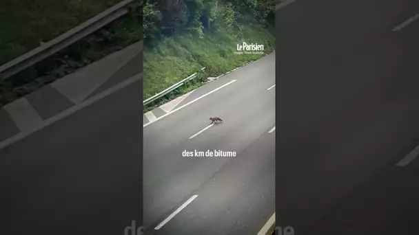 Une famille de renard aperçue sur l’autoroute A13